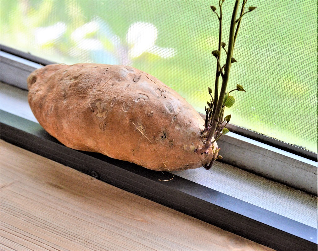 how to sprout sweet potatoes for planting
